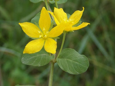 Quattrinella