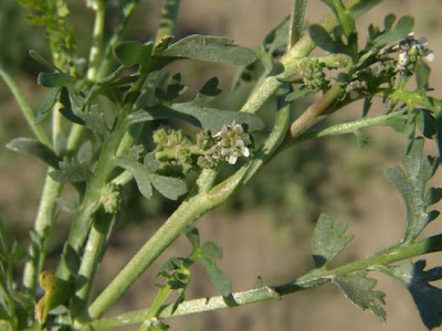 Lappolina gramignola