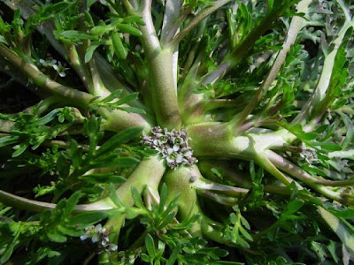 Lappolina gramignola
