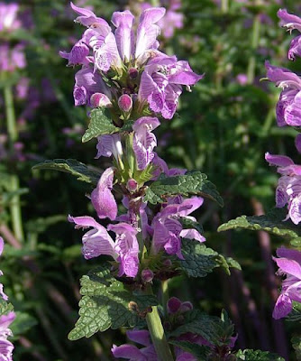 Lamium garganicum L.