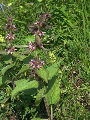 Stachys alpina L.