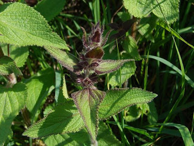 Stachys alpina L.