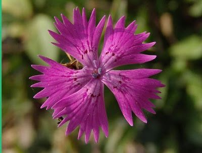 Garofano di Seguier