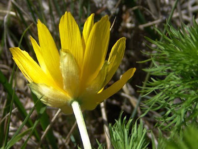 Oxeye