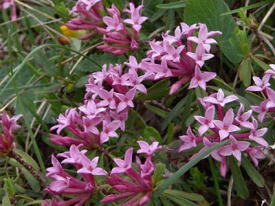 Dafne rosea Dafne rosea