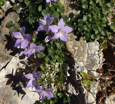 Italian Bellflower