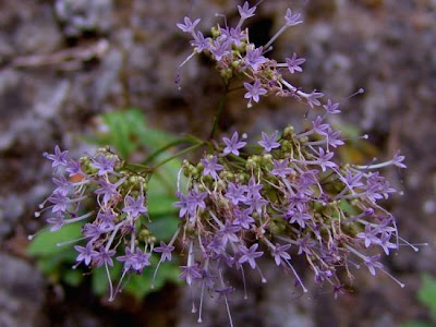 Trachelium caeruleum L.