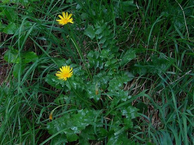 Aposeris foetida (L.) Less.