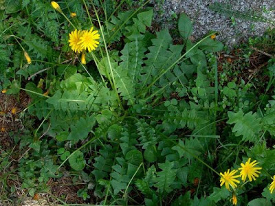 Aposeris foetida (L.) Less.