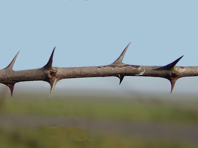 Paliurus spina-christi,
Cappellini,
Christ's-thorn,
Jerusalem Thorn,
Jeruselem thorn,
Marruca,
paliurus,
Soldini,
Spino-gatto