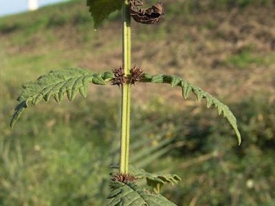 Leonurus marrubiastrum L.