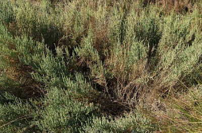 Salicornia fruticosa