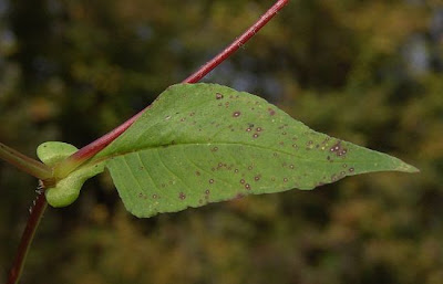 Nepal Persicaria
