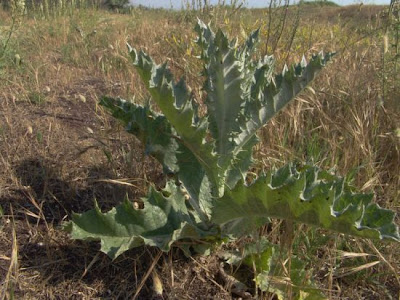 Cardo-espinhoso Cardo-espinhoso