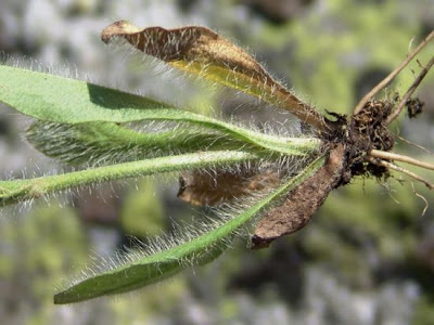 Fox-and-cubs