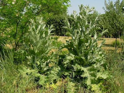Cardo-espinhoso Cardo-espinhoso