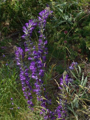 Campanula spicata L.