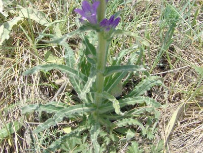 Campanula spicata L.