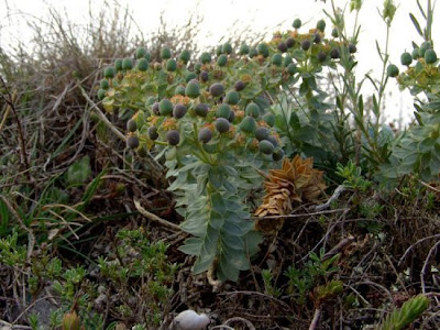 Euforbia mirsinite Euforbia mirsinite
