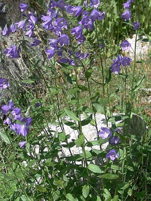 Broad Leaved Harebell Broad Leaved Harebell