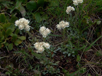 Antennaria dioica (L.) Gaertn.