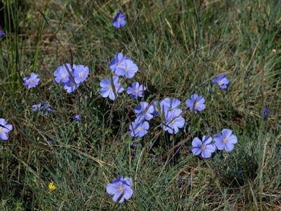 Asian flax