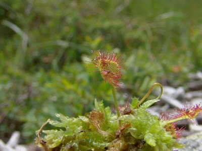 Drosera a foglie rotonde Drosera a foglie rotonde
