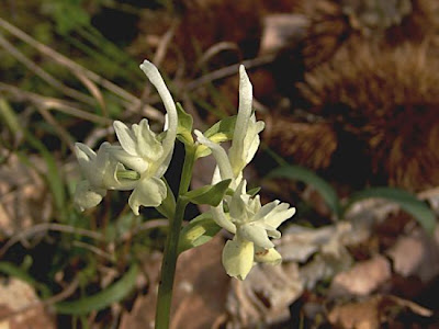 Dactylorhiza romana,
Orchide romana