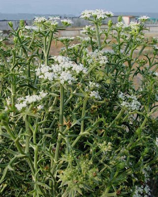 Echinophora spinosa,
Echinophora,
Finocchio litorale spinoso