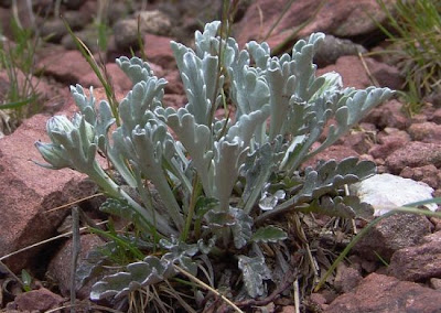Jacobaea incana,
Senecione biancheggiante