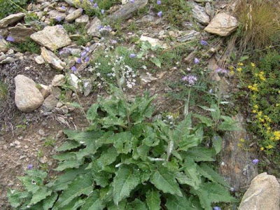 Heart Leaved Saussurea Heart Leaved Saussurea