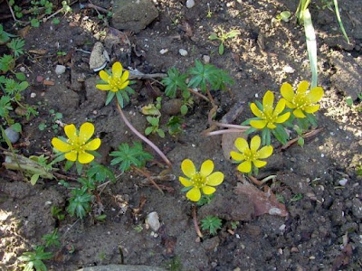 Eranthis hyemalis (L.) Salisb.