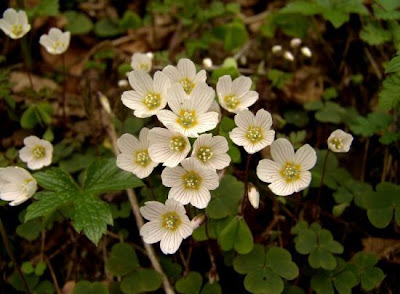 European wood-sorrel European wood-sorrel