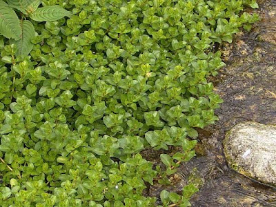 Brooklime Brooklime
