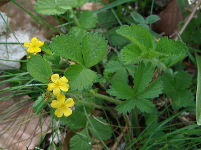 Agrimonia delle faggete Agrimonia delle faggete