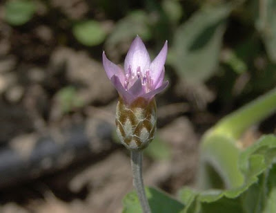 Xeranthemum cylindraceum,
Perpetuini piccoli,
Scoparella