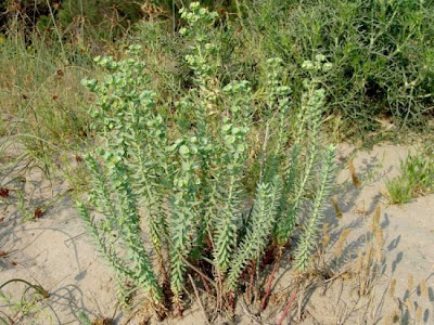 Euphorbia paralias L.