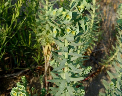 Euphorbia paralias L.