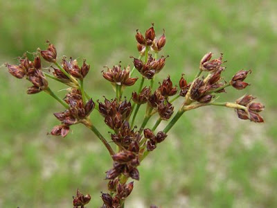 Juncus articulatus,
Giunco nodoso,
jointed rush,
jointleaf rush,
juncus