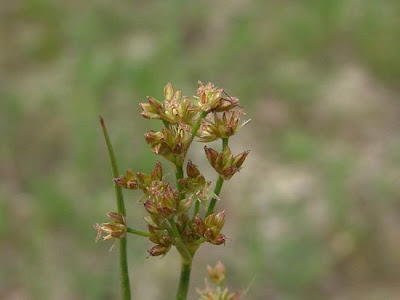 Juncus articulatus,
Giunco nodoso,
jointed rush,
jointleaf rush,
juncus