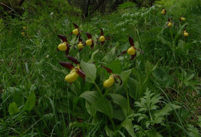 Yellow Lady's Slipper