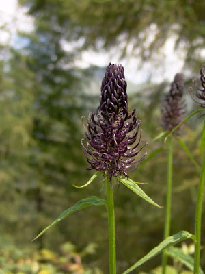 Dark Rampion