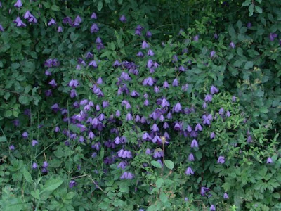 Clematis viticella L.