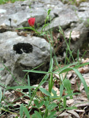 Cicerchia capillare Cicerchia capillare