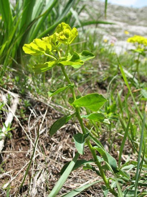 Euphorbia gasparrinii Boiss.