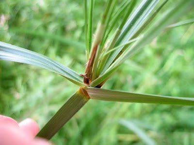 Galingale