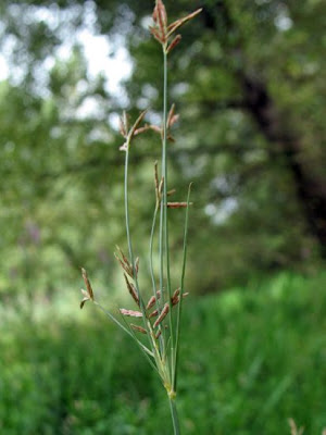 Galingale