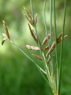 Galingale