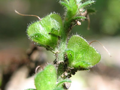 Gypsyweed