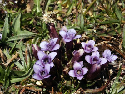 Genzianella napoletana